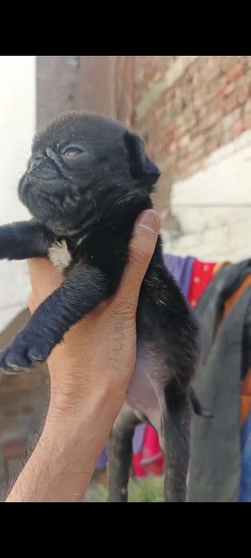 pug puppy for sale 1