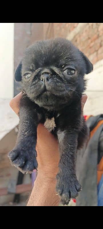 pug puppy for sale 2