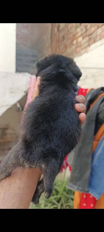 pug puppy for sale 3