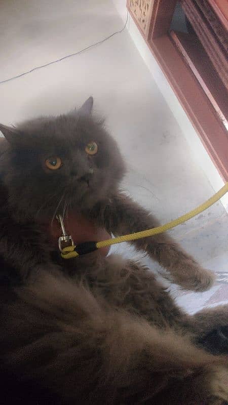 Persian triple coat 1