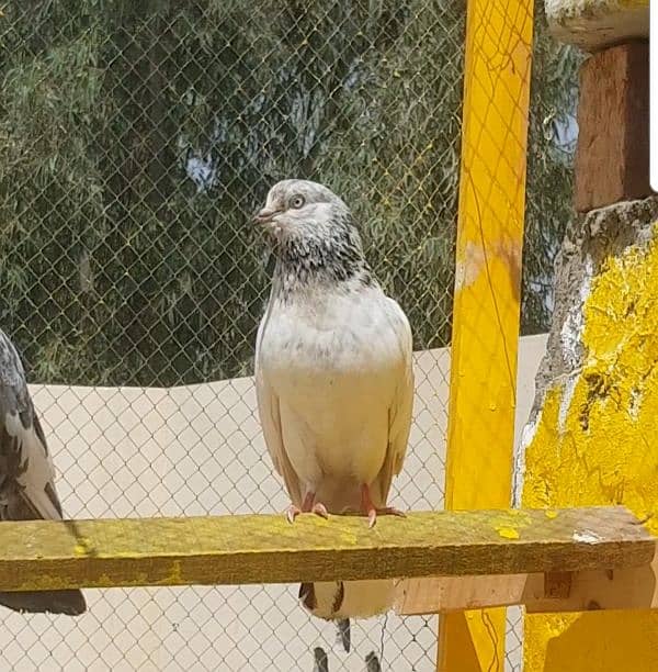 teedy male or female jonsiri breader pair bacha bi ha in ka 0