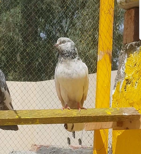 teedy male or female jonsiri breader pair bacha bi ha in ka 1