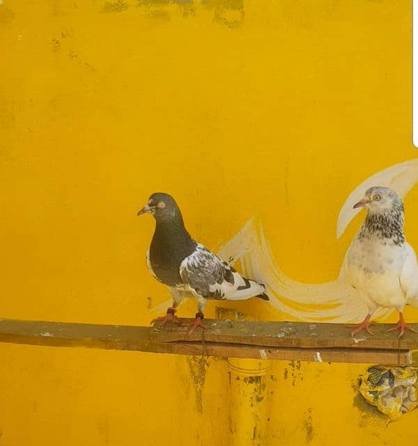teedy male or female jonsiri breader pair bacha bi ha in ka 3