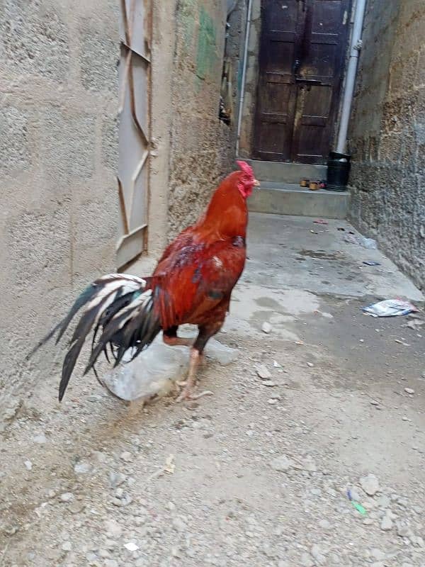 aseel murga 3