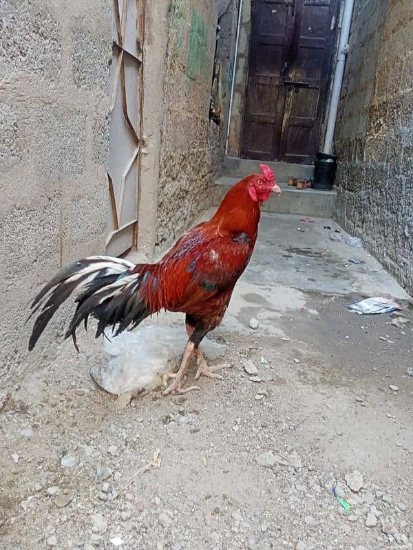 aseel murga 4