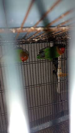 Fisher Breeder pair Ha or Aik pair lotino ka ha