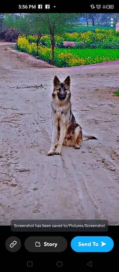 German Shepherd | Dog  | GSD | German Shepherd Dog For Sale