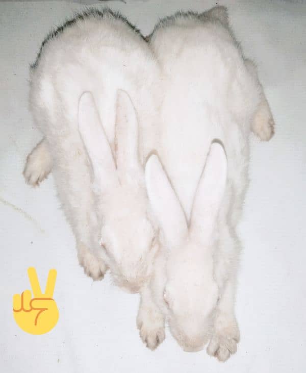 Rabbits are the best and beautiful animal 2