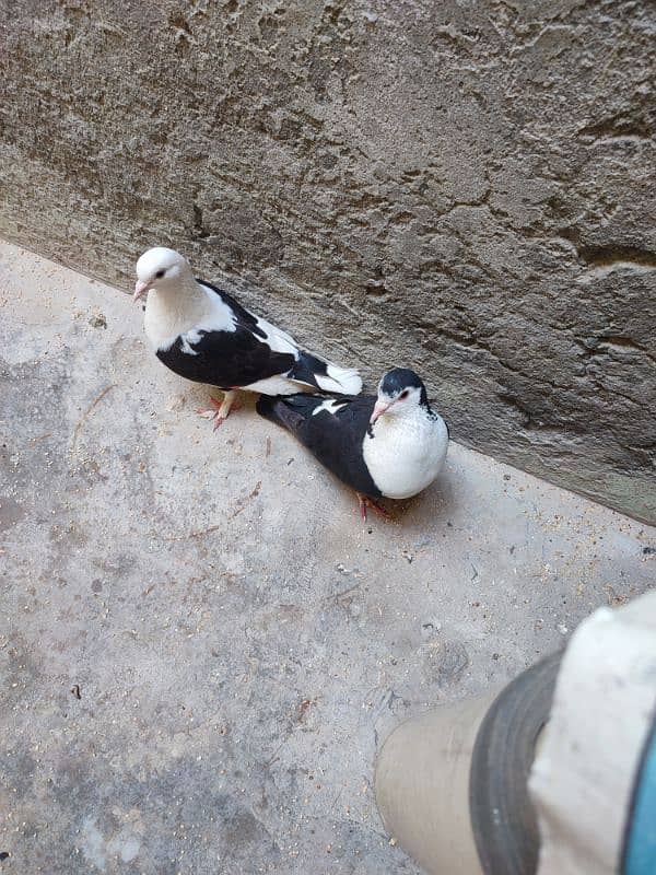 kaboter penguin 2