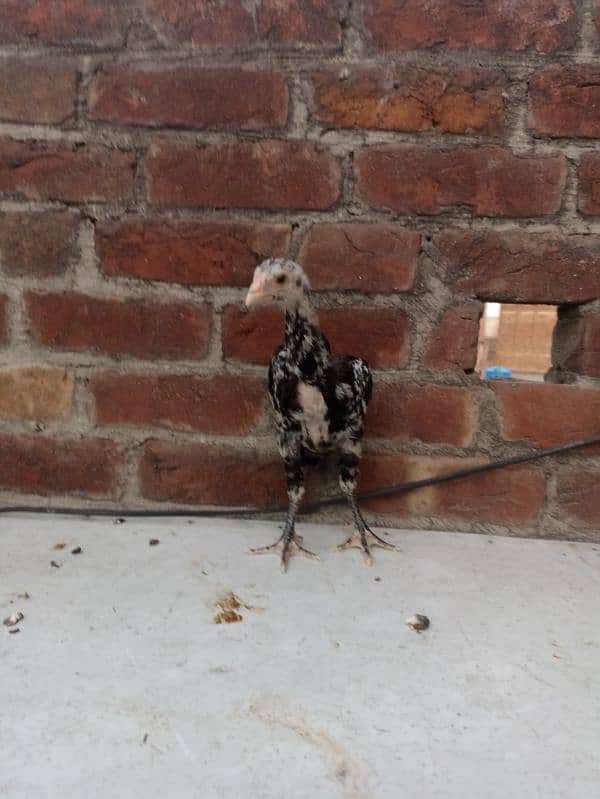 Quality Aseel Chicks 4