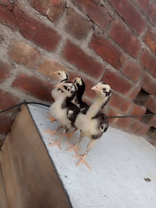 Quality Aseel Chicks 6
