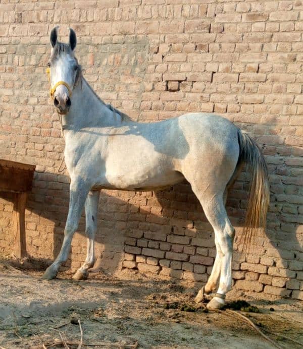 saral wachari hight 63 pregnant 2 month 0