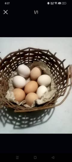 misri egg