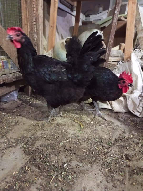 Rooster & Hens for sale 2