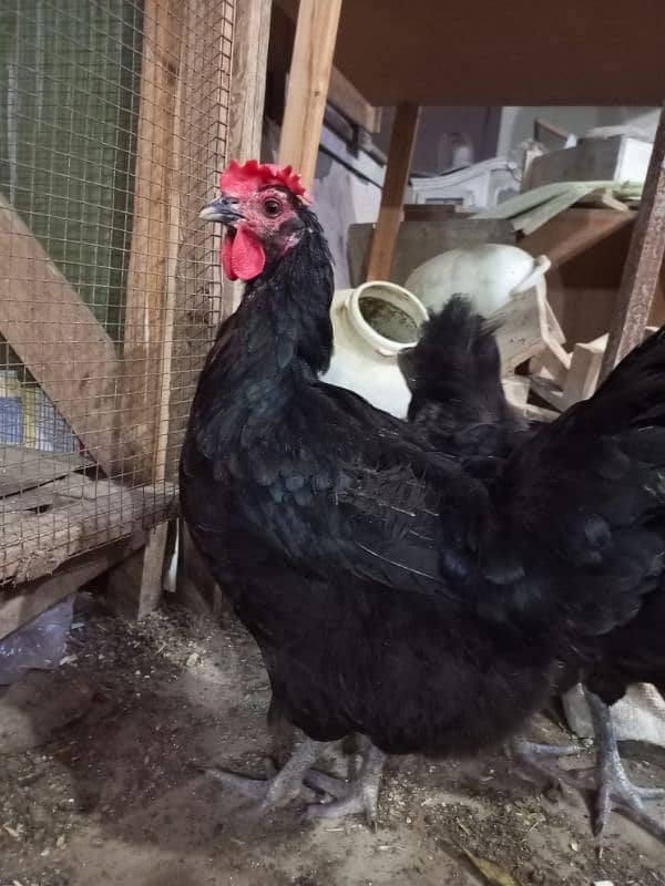 Rooster & Hens for sale 3