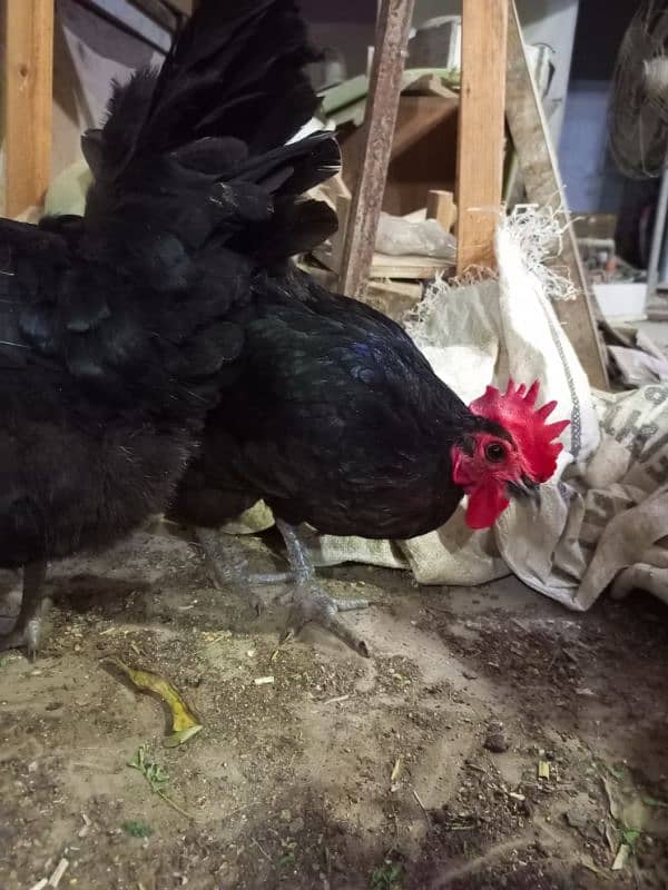 Rooster & Hens for sale 1