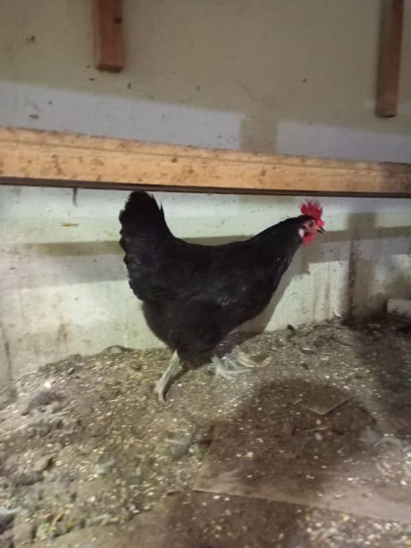 Rooster & Hens for sale 5
