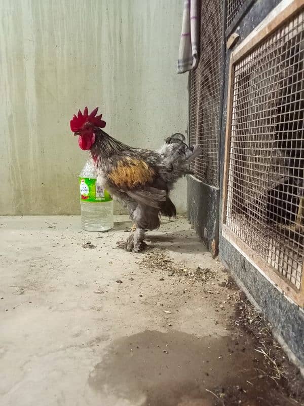 Rooster & Hens for sale 6