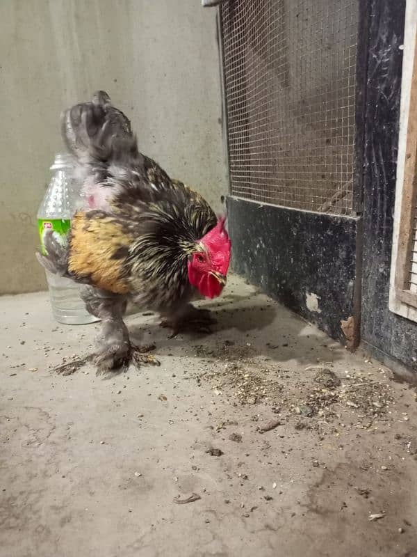 Rooster & Hens for sale 7