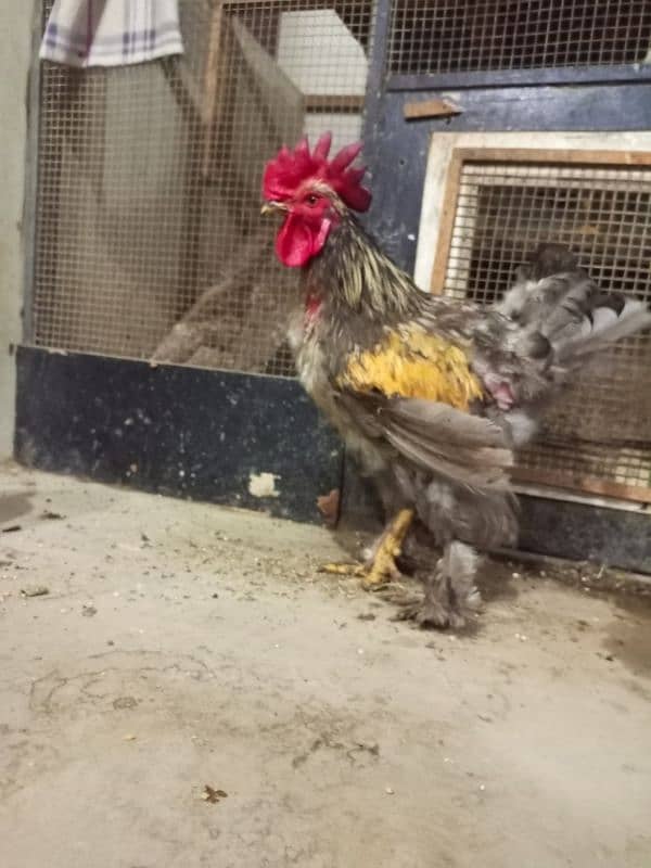 Rooster & Hens for sale 8