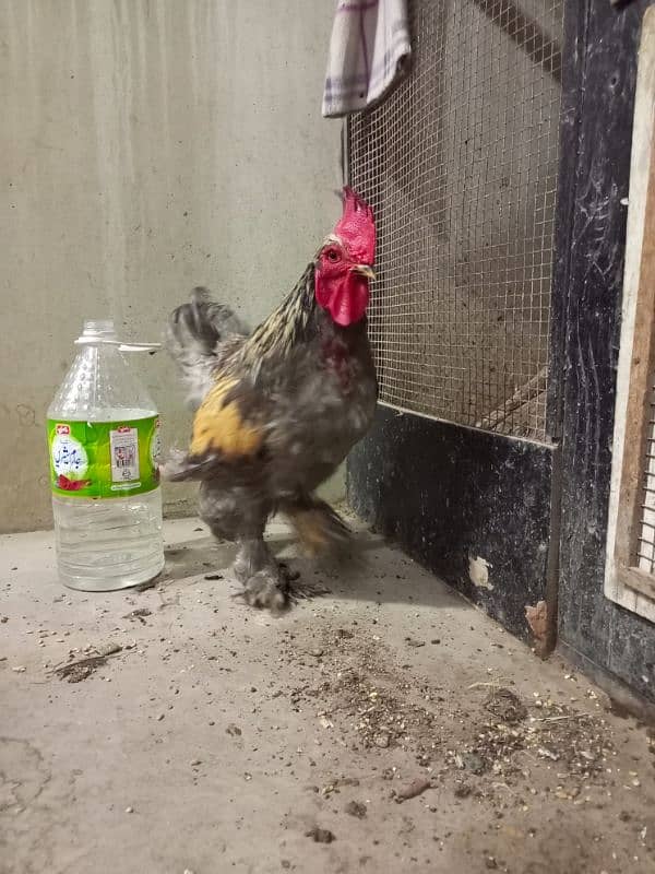 Rooster & Hens for sale 9