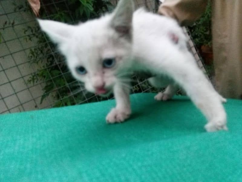 white cat 0