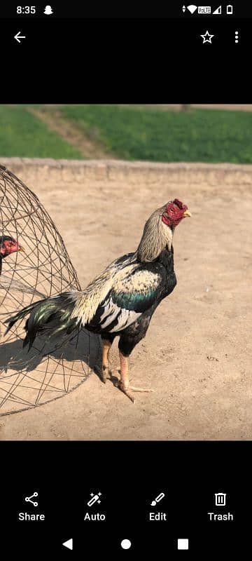 jawa hen for sale location Gujrat 0