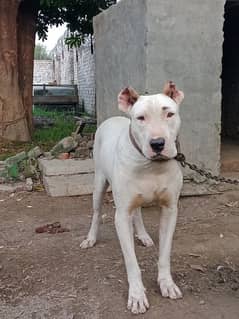 Bully gultair dog