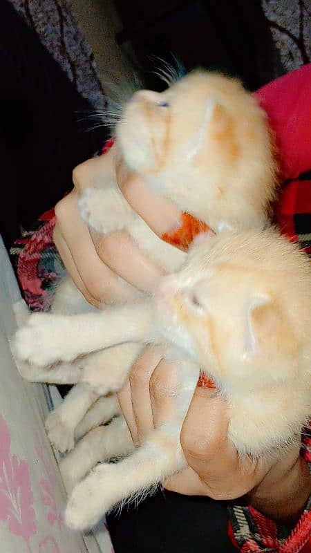 cat baby  available male female 0
