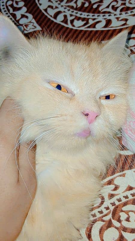 cat baby  available male female 1