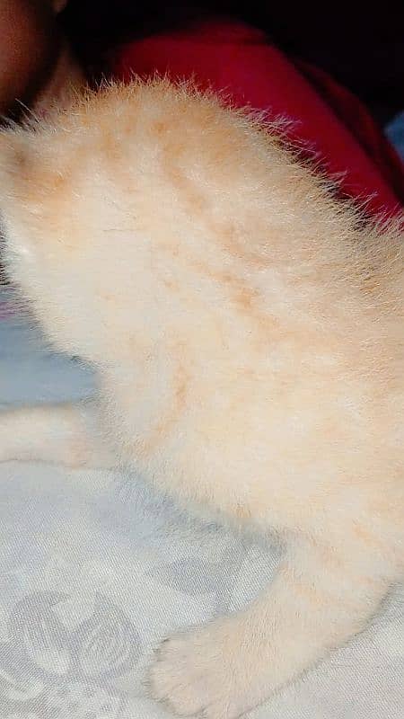cat baby  available male female 2