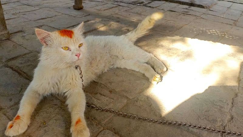 Luxury Persian Long Hair Cat – Premium Quality, Fully Vaccinated.  0 0