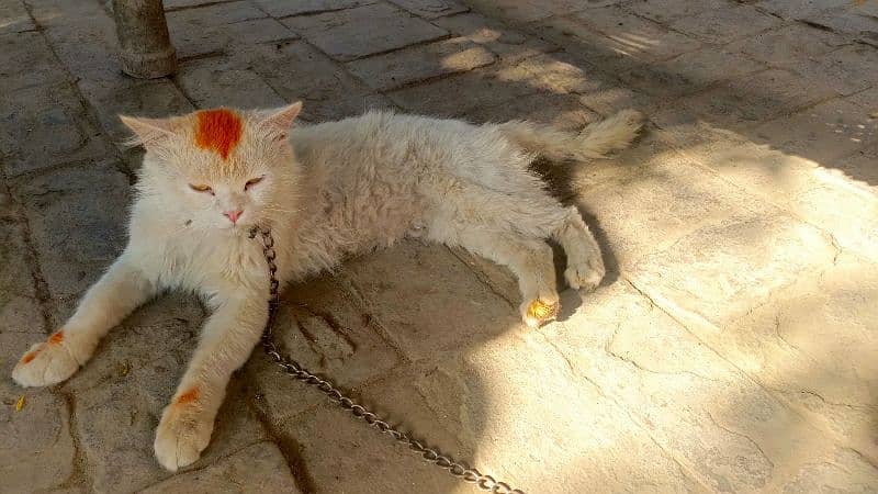 Luxury Persian Long Hair Cat – Premium Quality, Fully Vaccinated.  0 1