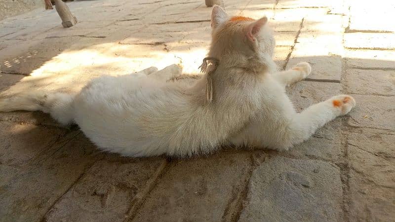Luxury Persian Long Hair Cat – Premium Quality, Fully Vaccinated.  0 2