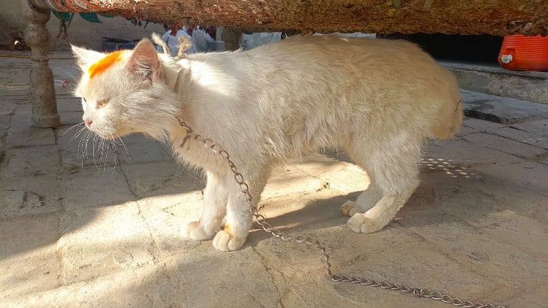 Luxury Persian Long Hair Cat – Premium Quality, Fully Vaccinated.  0 3