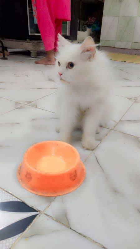 Pet kittens 0