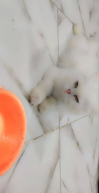 Pet kittens 1