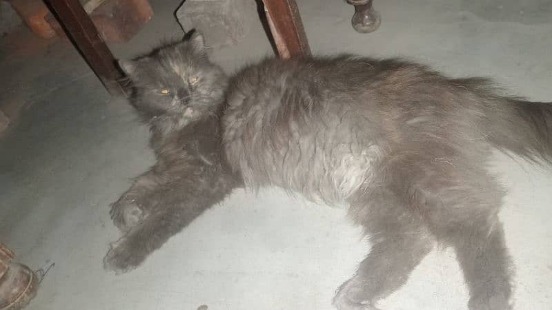 Original Persian Long Cort Female 0