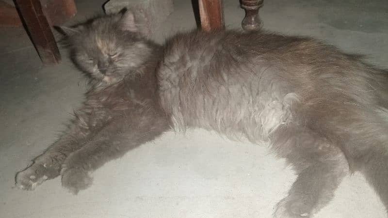Original Persian Long Cort Female 1