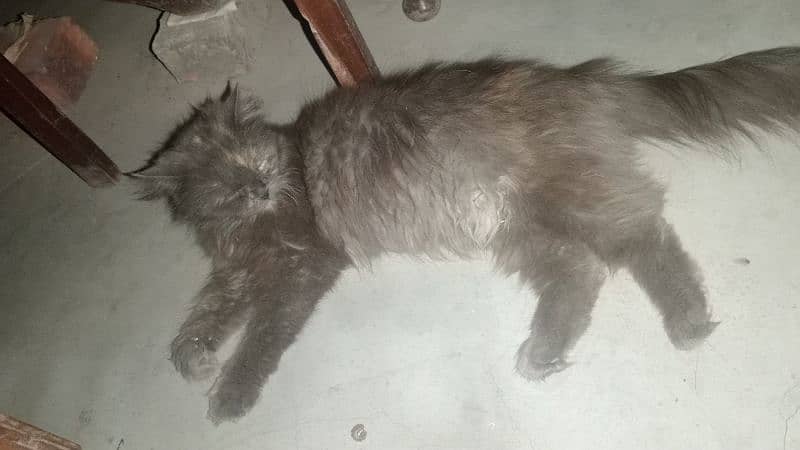 Original Persian Long Cort Female 2