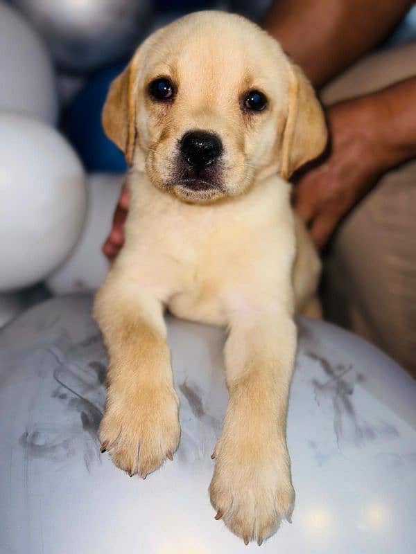 Pedigree Parents Labrador Retriever puppies for sale 0