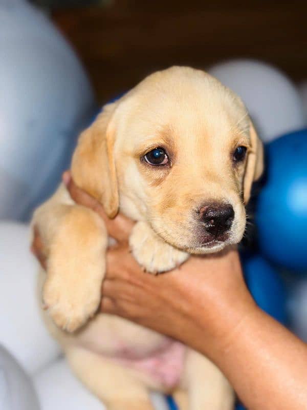 Pedigree Parents Labrador Retriever puppies for sale 1