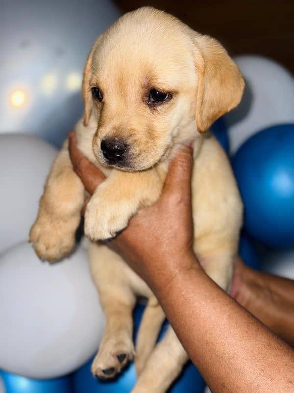 Pedigree Parents Labrador Retriever puppies for sale 2
