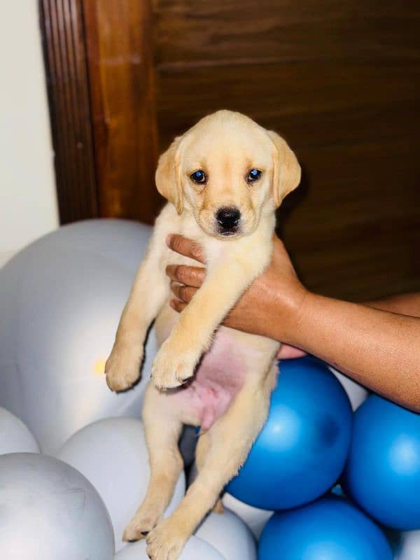 Pedigree Parents Labrador Retriever puppies for sale 3