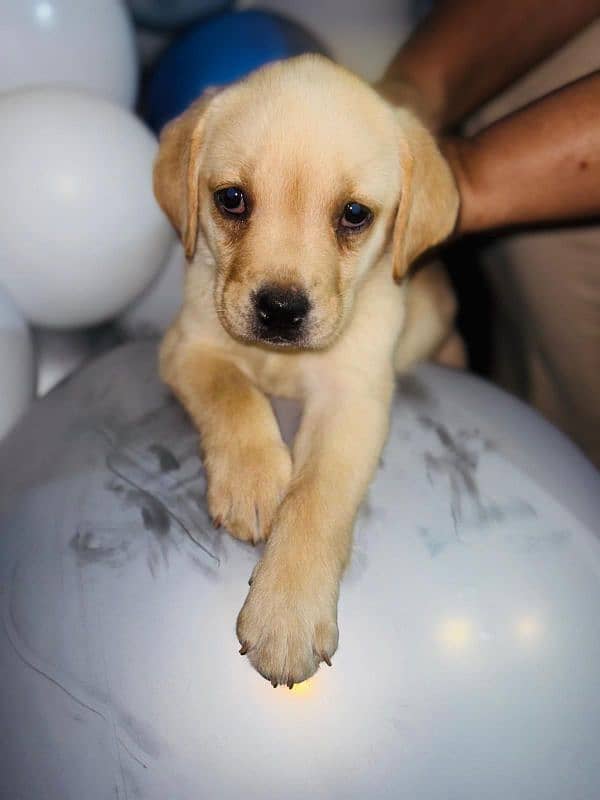 Pedigree Parents Labrador Retriever puppies for sale 4