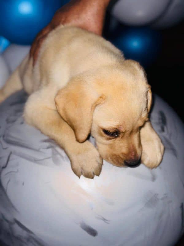 Pedigree Parents Labrador Retriever puppies for sale 5