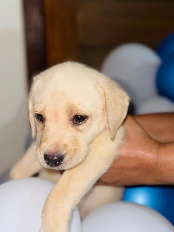 Pedigree Parents Labrador Retriever puppies for sale 6