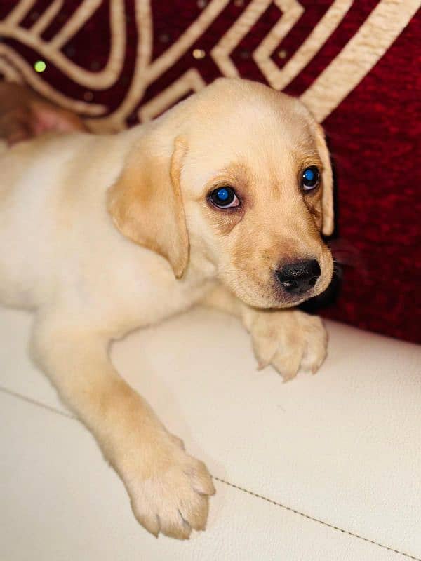 Pedigree Parents Labrador Retriever puppies for sale 7