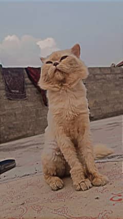 persian punch face 3rippel coated fully trained
