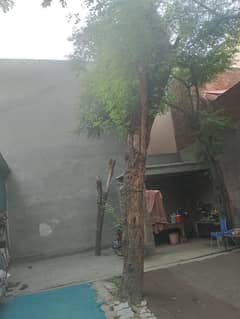 Taali